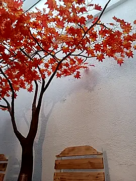 Dante Knox online show from 25, 3, 2026