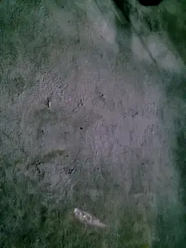 Diana-02 online show from 15, 2, 2026