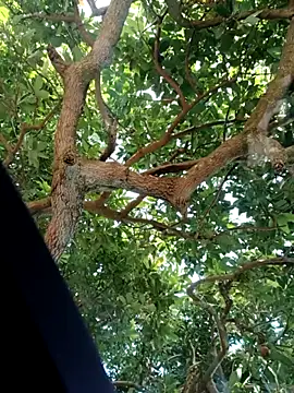 Snapshot of Mkhothiwesibumbu chatting on 2, 2, 2026 Mkhothiwesibumbu online show from 2, 2, 2026