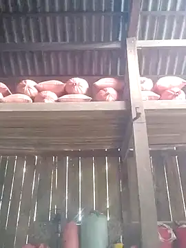 Linka998 online show from 3, 3, 2026