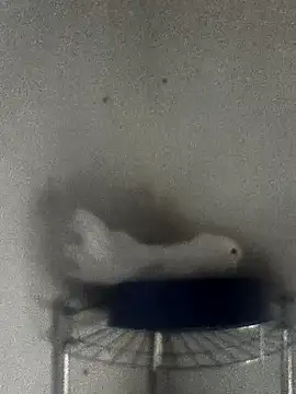 hydra0613 online show from 22, 2, 2026