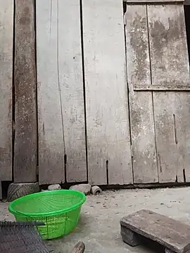 rinrin7700 online show from 16, 4, 2026