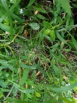 luck00y online show from 8, 7, 2026
