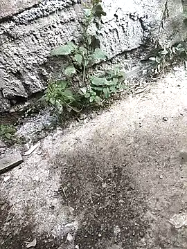 Rocky pune online show from 16, 4, 2026