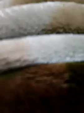 beast 0003 online show from 29, 4, 2026