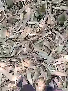 ThethunderPo online show from 21, 2, 2025