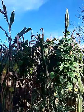 sarpe4 online show from 28, 9, 2025