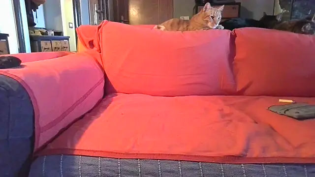 Snapshot of naked_bear chatting on 5, 2, 2025 naked bear online show from 5, 2, 2025