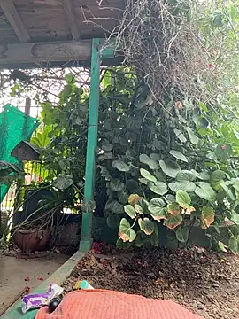 sofy alone online show from 2, 2, 2026