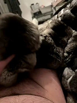 Furdale online show from 4, 12, 2025