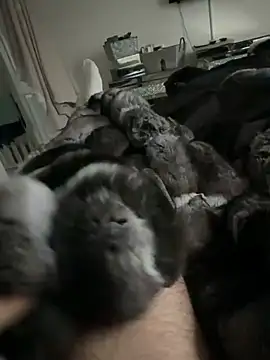 Furdale online show from 24, 2, 2026