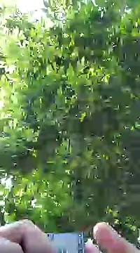 pene8991 online show from 17, 1, 2025