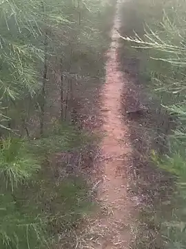 Gopal1243 online show from 17, 2, 2025