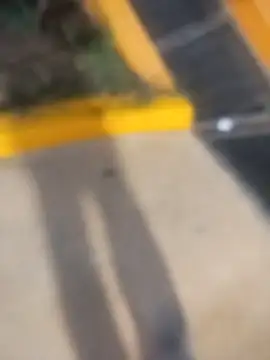 sagrado 1989 online show from 23, 2, 2026