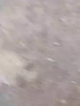 dheck2020 online show from 7, 1, 2025