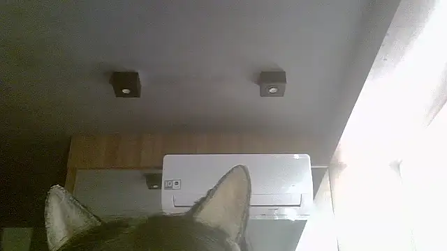 Skinny-Kitten online show from 19, 7, 2026