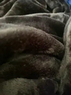 ft2022W online show from 7, 3, 2026