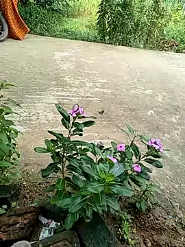 COUPLLE VILLAGE online show from 19, 9, 2025