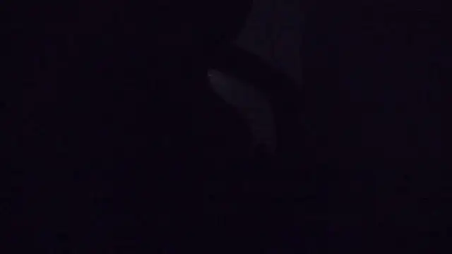 SouTarado69 online show from 21, 3, 2025