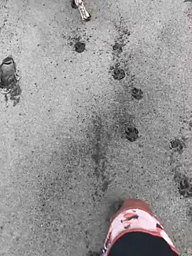 kvr27 online show from 24, 2, 2026